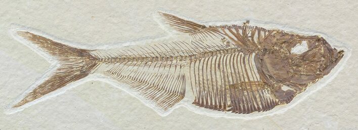 Detailed, Diplomystus Fossil Fish - Wyoming #52223
